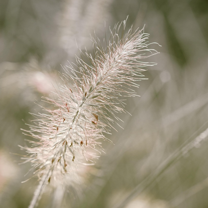 Fountain Grass - 2 pcs. - Pennisetum alopecuroides 'Hameln' - H20-30cm - ⌀23cm