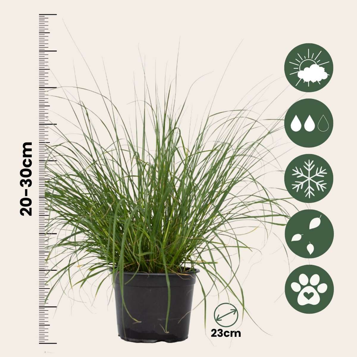Fountain Grass - 2 pcs. - Pennisetum alopecuroides 'Hameln' - H20-30cm - ⌀23cm