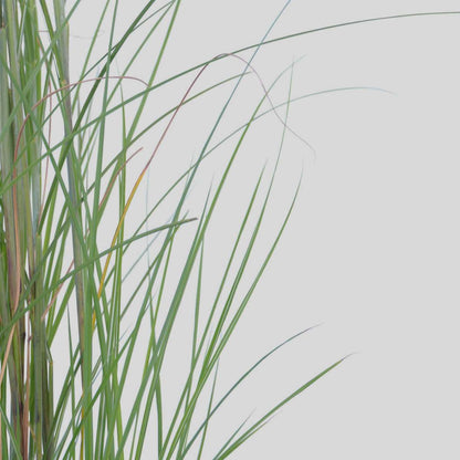 Chinese silver grass - 2 pcs. - Miscanthus 'Gracillimus' - H40-60cm - ⌀23cm