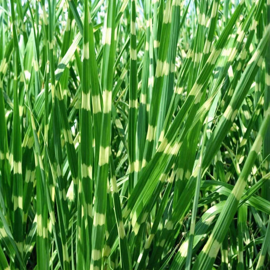 Chinese silver grass - 2 pcs. - Miscanthus 'Zebrinus' - Height 20-30cm - ⌀23cm