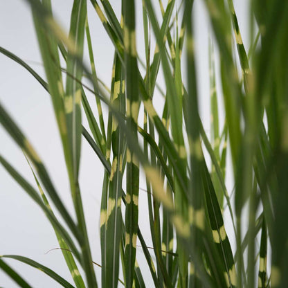Chinese silver grass - 2 pcs. - Miscanthus 'Zebrinus' - Height 20-30cm - ⌀23cm