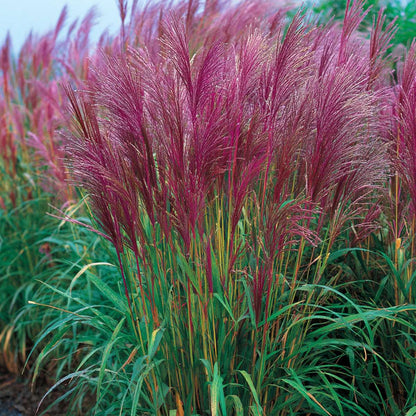 Chinese silver grass - Miscanthus sinensis 'Red Chief' - Height 40-60cm - ⌀23cm