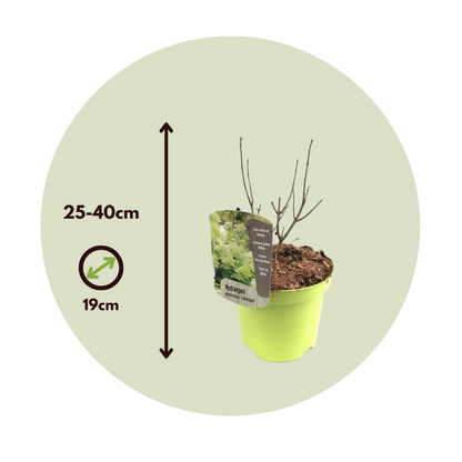 Hortensia - 2 pcs. - Hydrangae paniculata 'Limelight' - Height 25-40cm - ⌀19cm
