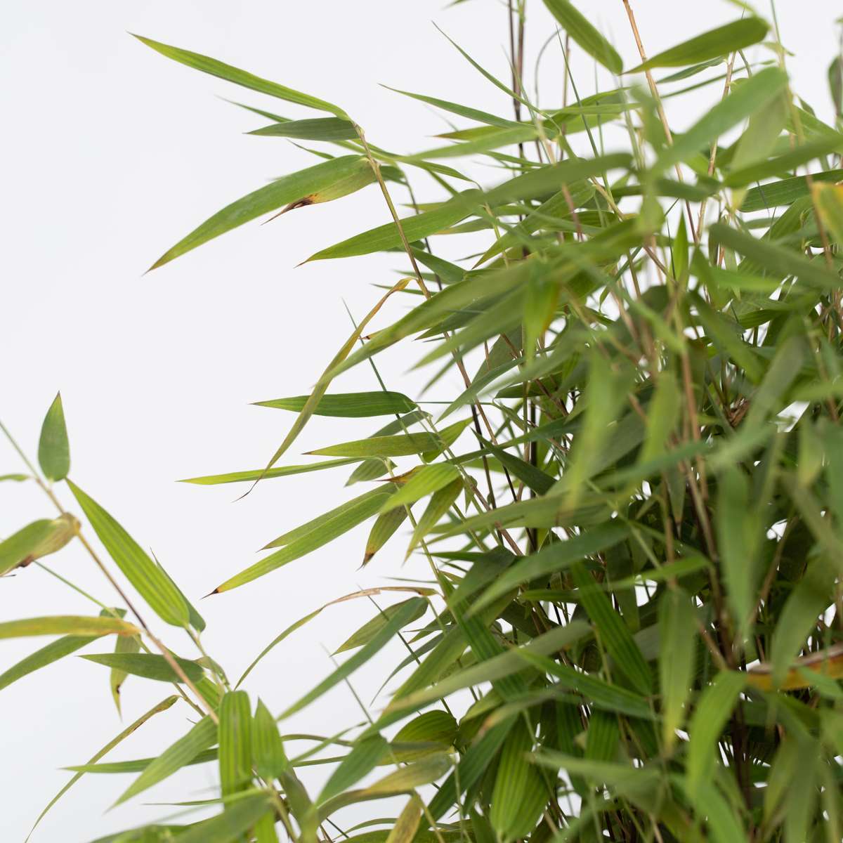 Chinese fountain bamboo - 2 pcs. - Fargesia 'Red Dragon' - H60-80cm - ⌀17cm