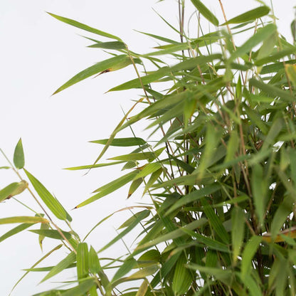 Chinese fountain bamboo - 2 pcs. - Fargesia 'Red Dragon' - H60-80cm - ⌀17cm