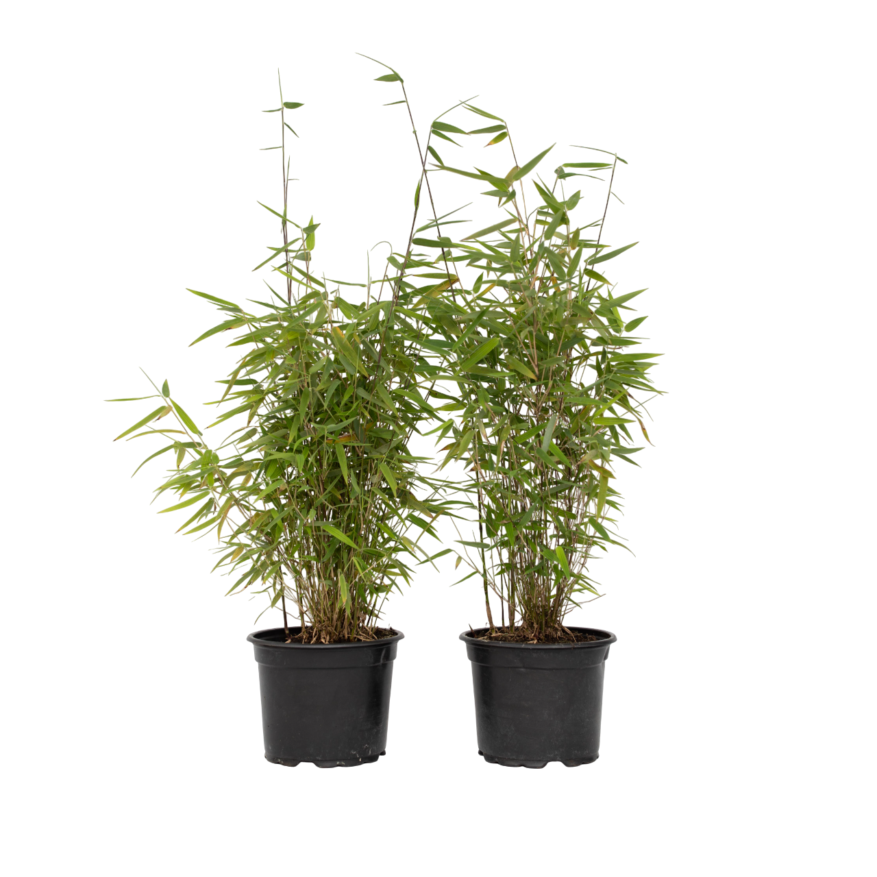Chinese fountain bamboo - 2 pcs. - Fargesia 'Red Dragon' - H60-80cm - ⌀17cm