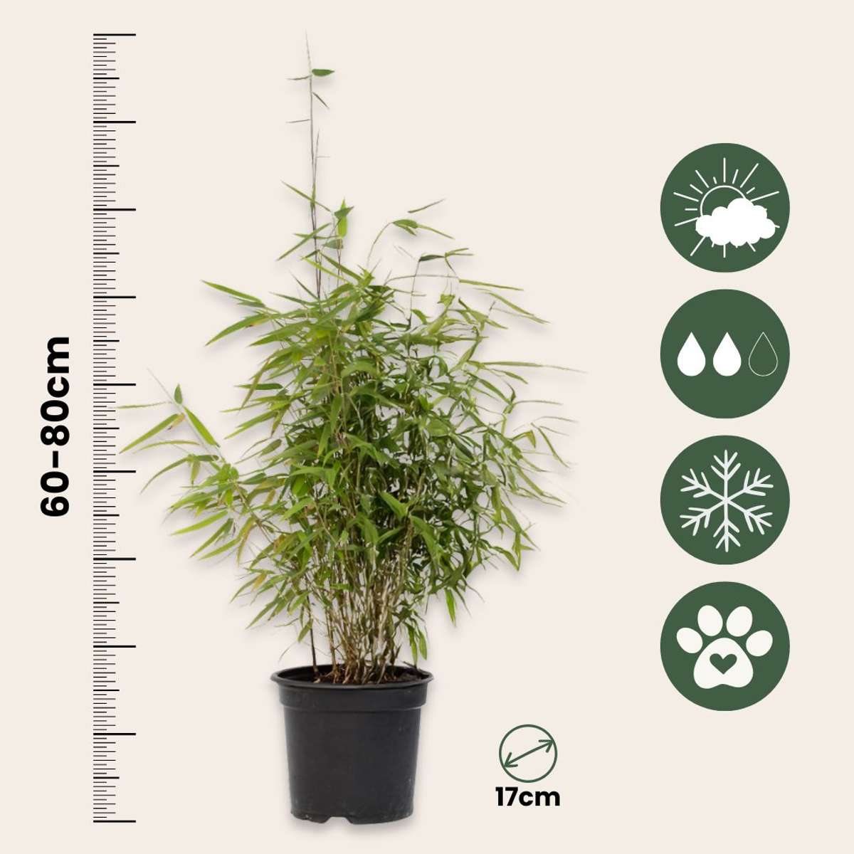 Chinese fountain bamboo - 6 pcs. - Fargesia 'Red Dragon' - H60-80cm - ⌀17cm