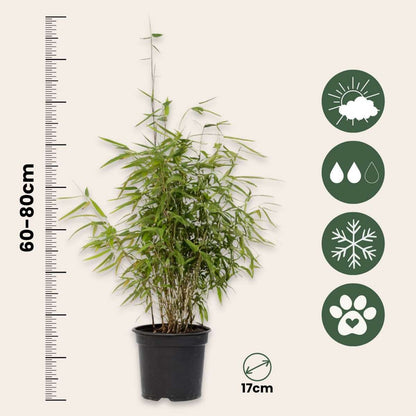 Chinese fountain bamboo - 6 pcs. - Fargesia 'Red Dragon' - H60-80cm - ⌀17cm
