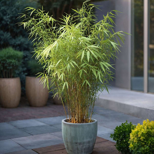 Blue Dragon Bamboo - 3 pcs. - Fargesia papyrifera 'Grex' - H30-40cm - ⌀13cm
