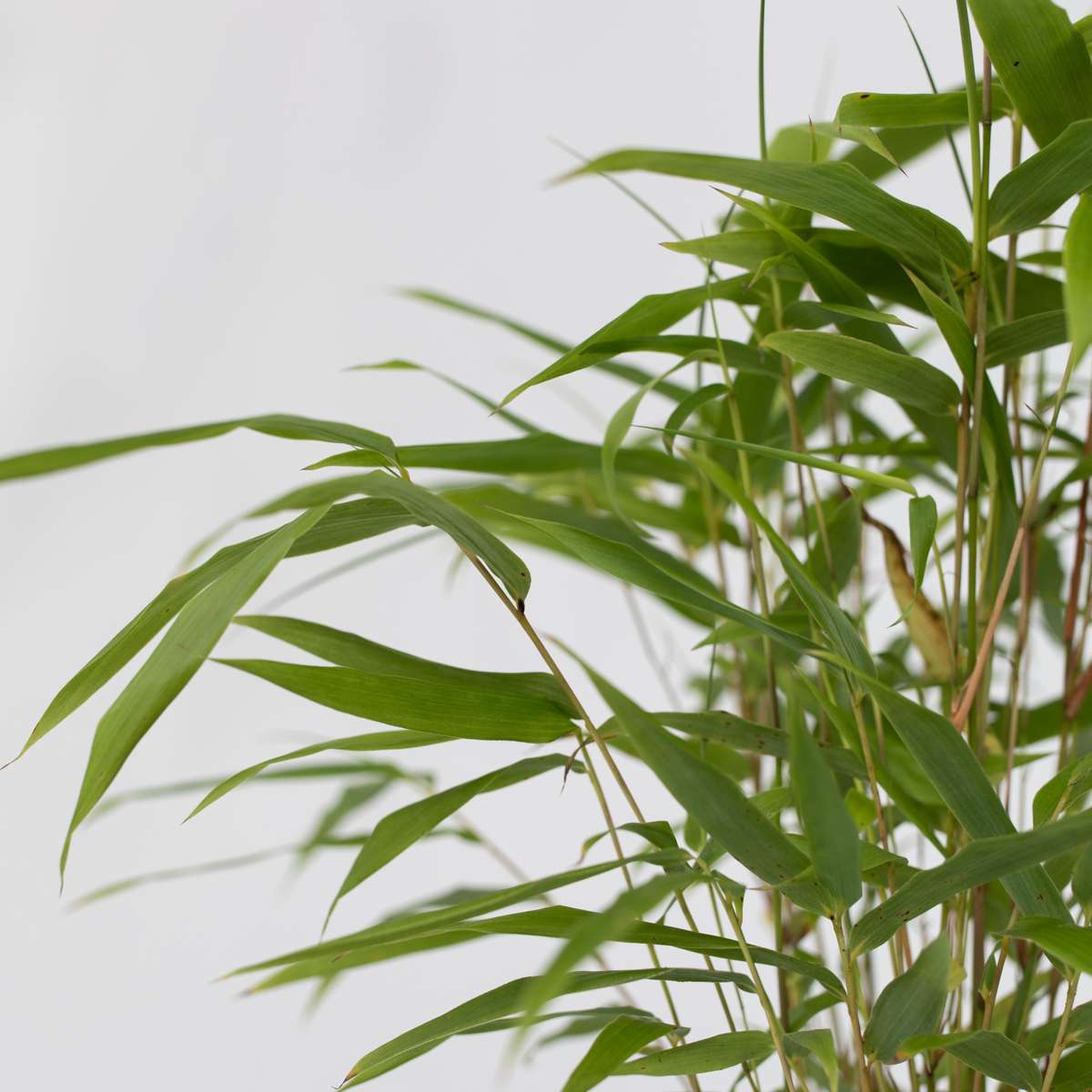Blue Dragon Bamboo - 3 pcs. - Fargesia papyrifera 'Grex' - H30-40cm - ⌀13cm