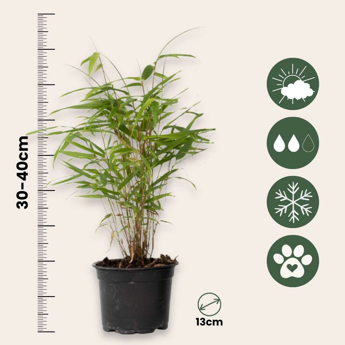 Blue Dragon Bamboo - 3 pcs. - Fargesia papyrifera 'Grex' - H30-40cm - ⌀13cm