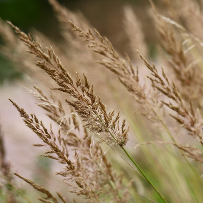 Feather Reed Grass - 2 pcs. - Calamagrostis 'Karl Foerster' - H40-60cm - ⌀23cm