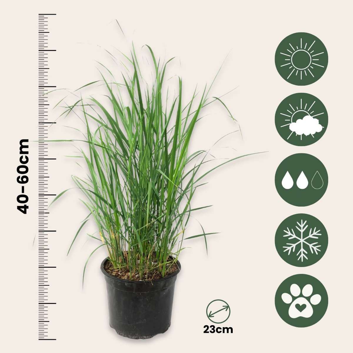Feather Reed Grass - 2 pcs. - Calamagrostis 'Karl Foerster' - H40-60cm - ⌀23cm