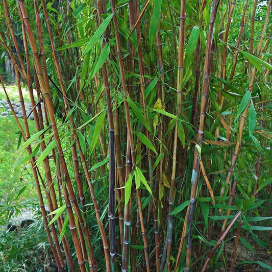Chinese fountain bamboo - 6 pcs. - Fargesia nitida 'Gansu' - H50-70cm - ⌀17cm