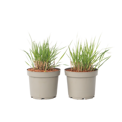Switch grass - 2 pcs. - Panicum virgatum 'Heavy Metal' - Height 40-60cm - ⌀23cm