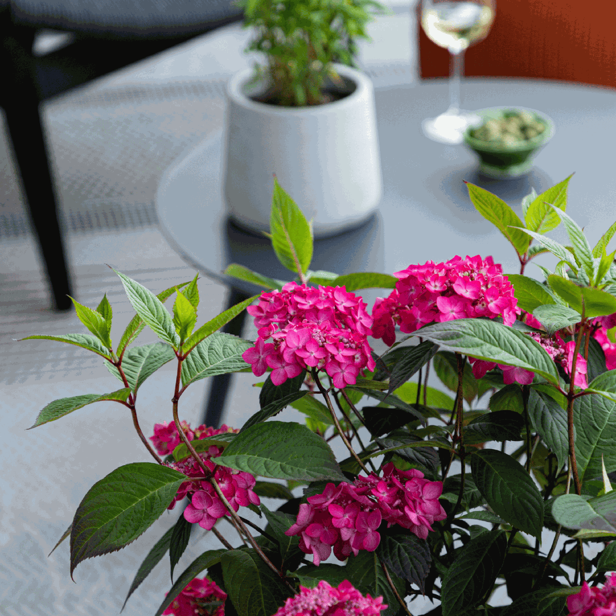 Hortensia - 2 pcs. - Hydrangea 'Magic Sunset' - Height 25-40cm - ⌀19cm