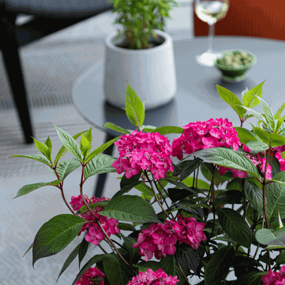 Hortensia - 2 pcs. - Hydrangea 'Magic Sunset' - Height 25-40cm - ⌀19cm