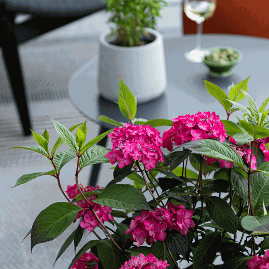 Hortensia - 2 pcs. - Hydrangea 'Magic Sunset' - Height 25-40cm - ⌀19cm