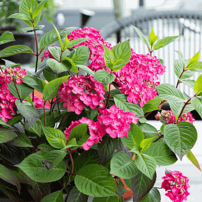 Hortensia - 2 pcs. - Hydrangea 'Magic Sunset' - Height 25-40cm - ⌀19cm