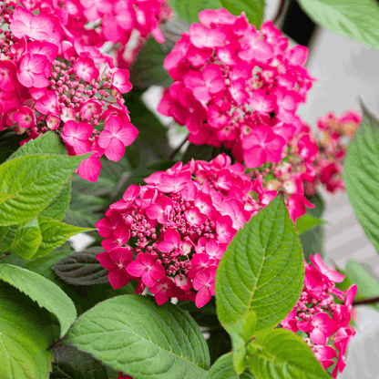 Hortensia - 2 pcs. - Hydrangea 'Magic Sunset' - Height 25-40cm - ⌀19cm