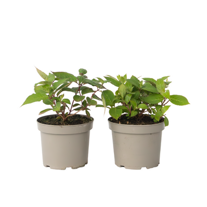 Hortensia - 2 pcs. - Hydrangea 'Magic Sunset' - Height 25-40cm - ⌀19cm