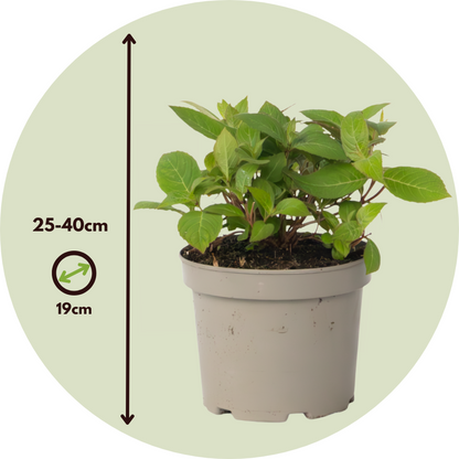 Hortensia - 2 pcs. - Hydrangea 'Magic Sunset' - Height 25-40cm - ⌀19cm