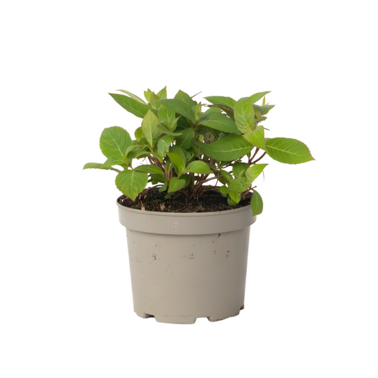 Hortensia - Hydrangea paniculata 'Magic Sunset' - Height 25-40cm - ⌀19cm