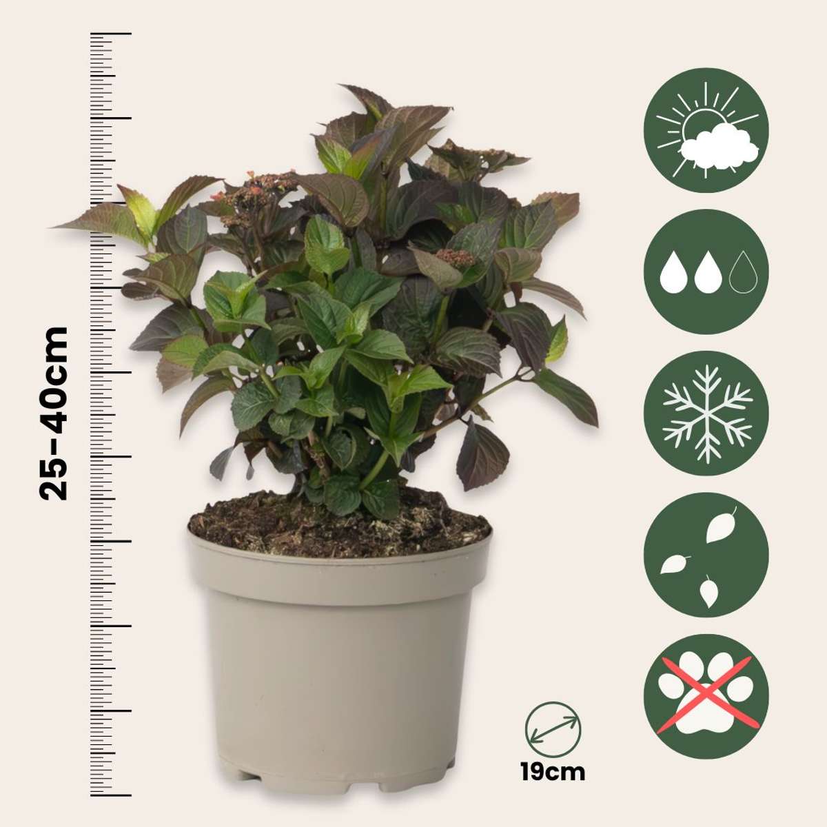 Hortensia - 2 pcs. - Hydrangea 'Dare Devil' - Height 25-40cm - ⌀19cm