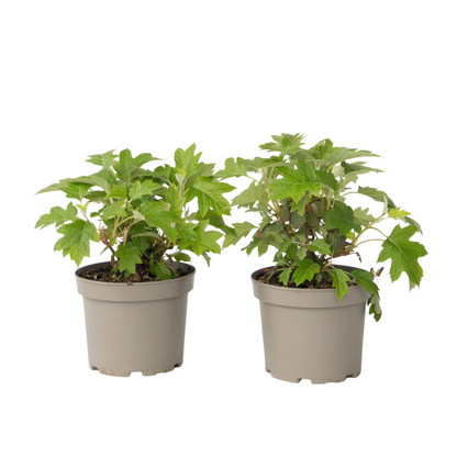 Hortensia - 2 pcs. - Hydrangea 'Toy Soldier' - Height 25-40cm - ⌀19cm