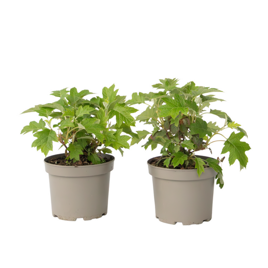 Hortensia - 2 pcs. - Hydrangea 'Toy Soldier' - Height 25-40cm - ⌀19cm