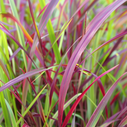 Switchgrass - Panicum Virgatum 'Squaw' - Height 40-60cm - ⌀23cm