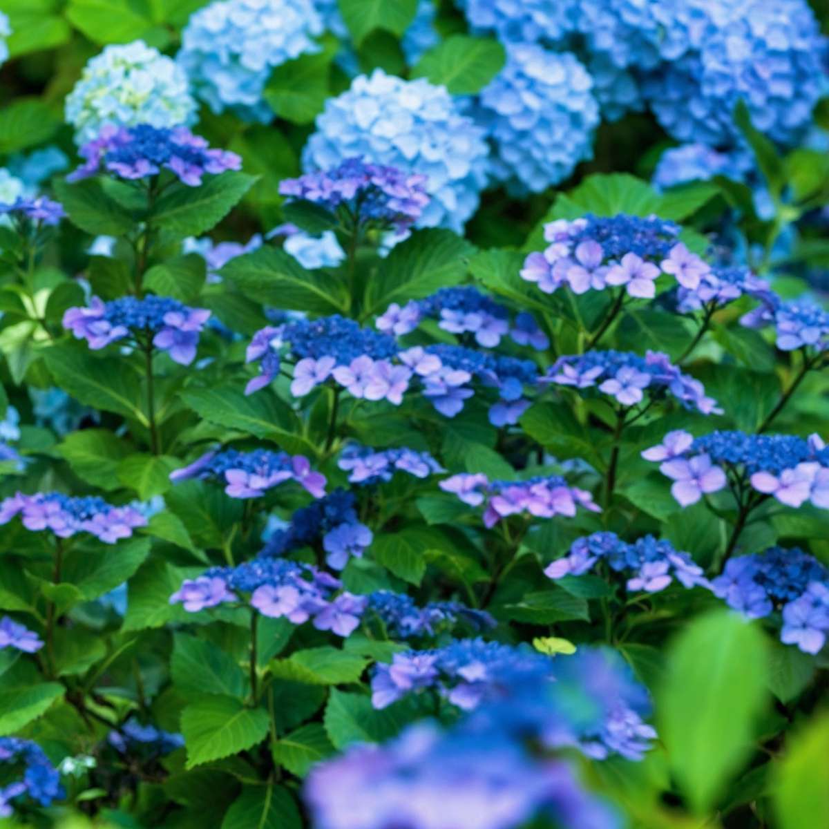 Hortensia - Hydrangea serrata 'Summerglow' - Height 25-40cm - ⌀19cm