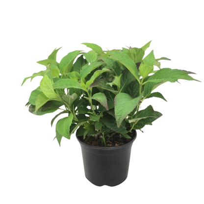 Hortensia - Hydrangea serrata 'Summerglow' - Height 25-40cm - ⌀19cm