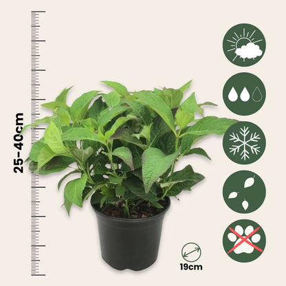 Hortensia - Hydrangea serrata 'Summerglow' - Height 25-40cm - ⌀19cm