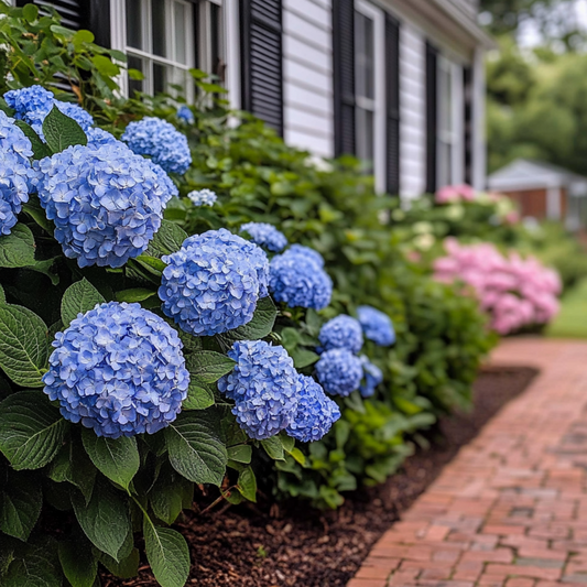 Hortensia - 2 pcs. - Hydrangea serrata 'Summerglow' - Height 25-40cm - ⌀19cm