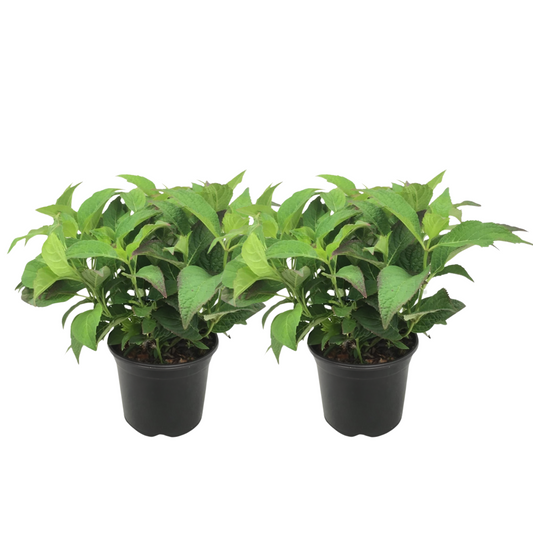 Hortensia - 2 pcs. - Hydrangea serrata 'Summerglow' - Height 25-40cm - ⌀19cm