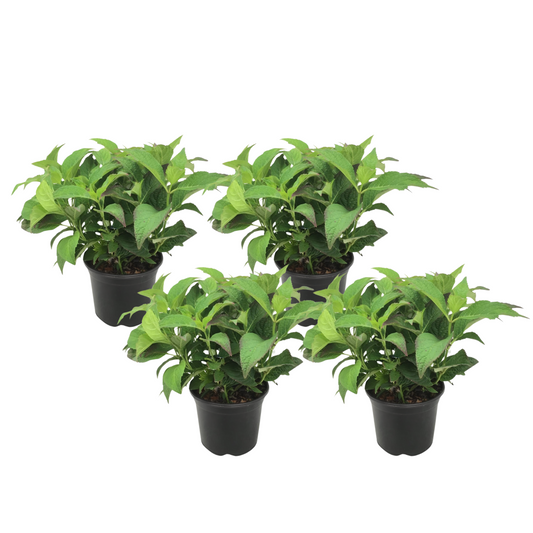 Hortensia - 4 pcs. - Hydrangea serrata 'Summerglow' - Height 25-40cm - ⌀19cm