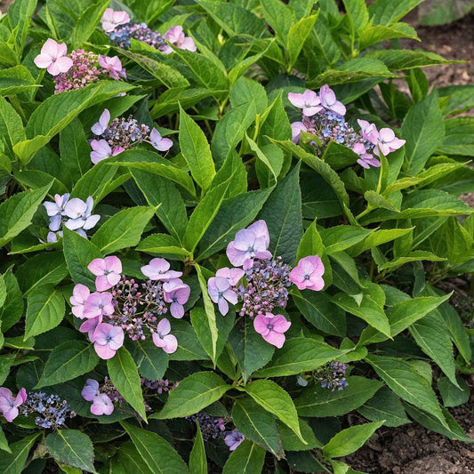 Hortensia - Hydrangea serrata 'Magic Pillow' - Height 25-40cm - ⌀19cm