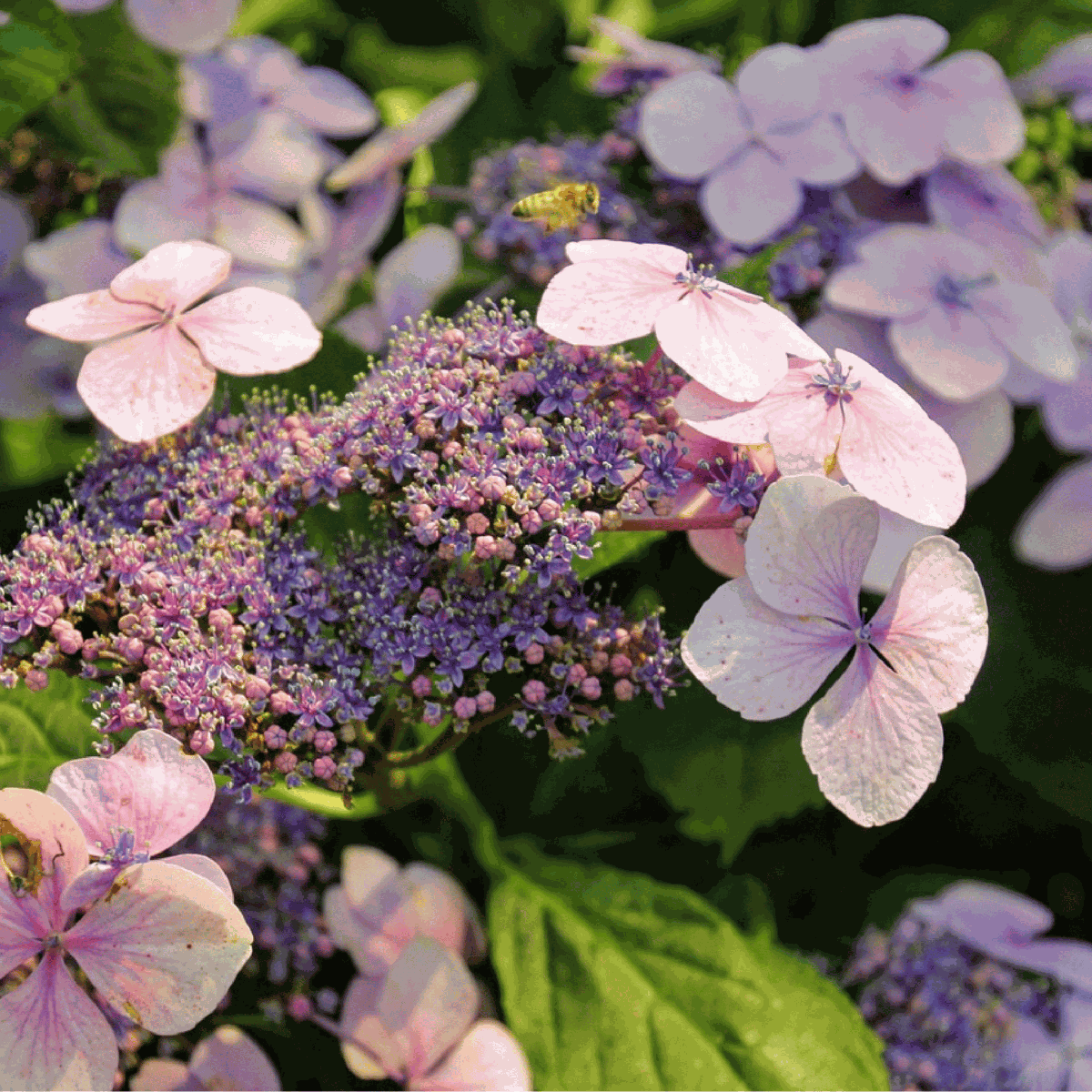Hortensia - Hydrangea serrata 'Magic Pillow' - Height 25-40cm - ⌀19cm