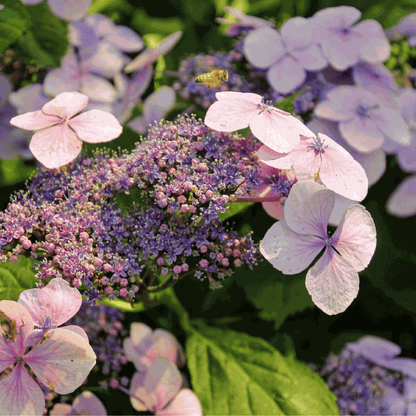 Hortensia - Hydrangea serrata 'Magic Pillow' - Height 25-40cm - ⌀19cm