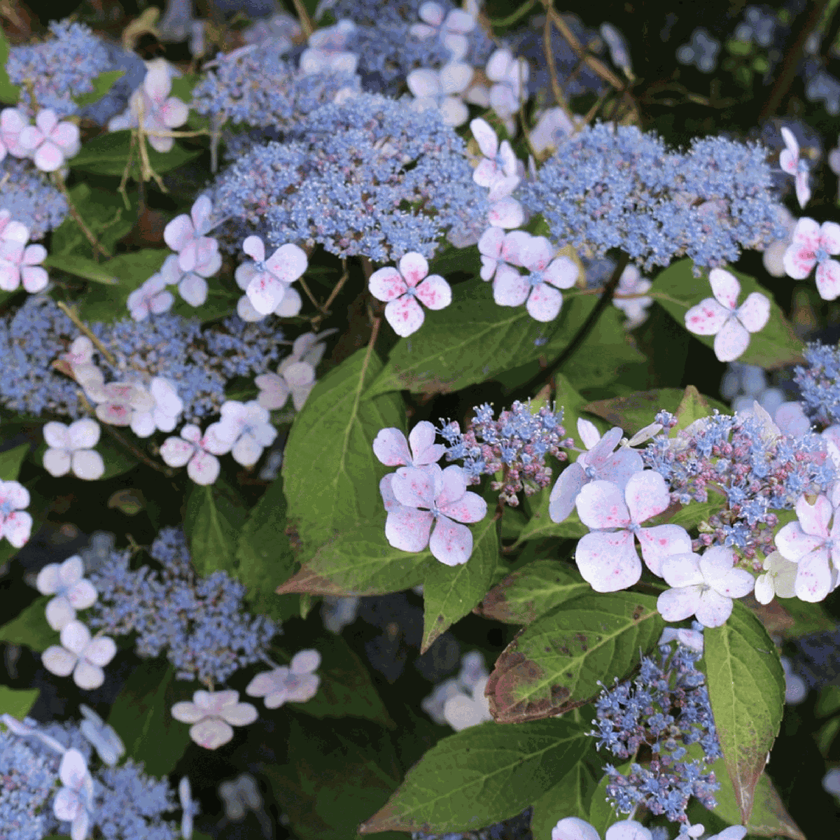 Hortensia - Hydrangea serrata 'Magic Pillow' - Height 25-40cm - ⌀19cm