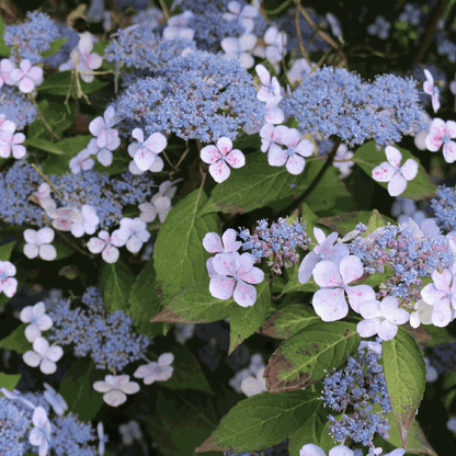 Hortensia - Hydrangea serrata 'Magic Pillow' - Height 25-40cm - ⌀19cm