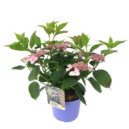 Hortensia - Hydrangea serrata 'Magic Pillow' - Height 25-40cm - ⌀19cm