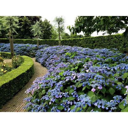 Hortensia - 2 pcs. - Hydrangea serrata 'Magic Pillow' - Height 25-40cm - ⌀19cm
