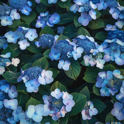 Hortensia - 2 pcs. - Hydrangea serrata 'Magic Pillow' - Height 25-40cm - ⌀19cm