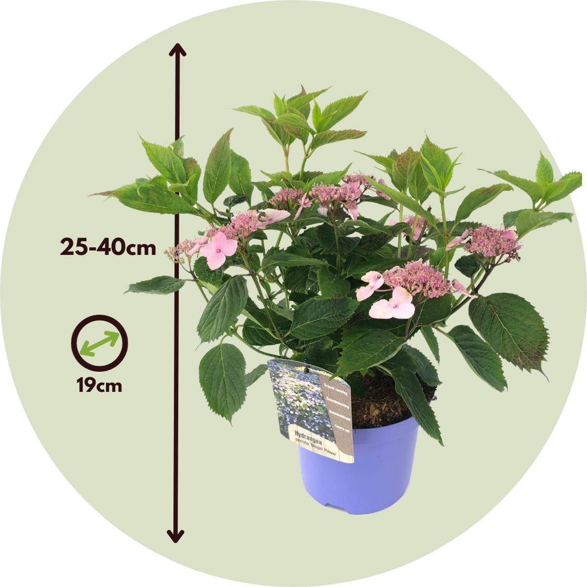 Hortensia - 2 pcs. - Hydrangea serrata 'Magic Pillow' - Height 25-40cm - ⌀19cm
