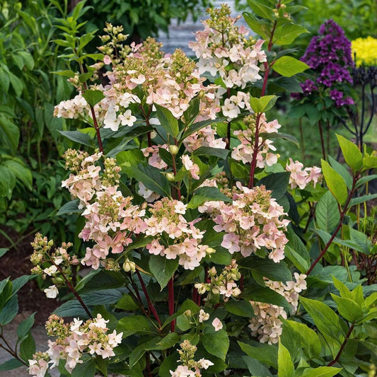 Hortensia - Hydrangea paniculata 'Early Harry' - Height 25-40cm - ⌀19cm
