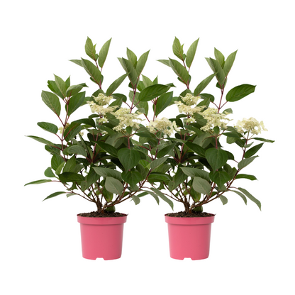 Hortensia - 2 pcs. - Hydrangea paniculata 'Early Harry' - Height 25-40cm - ⌀19cm