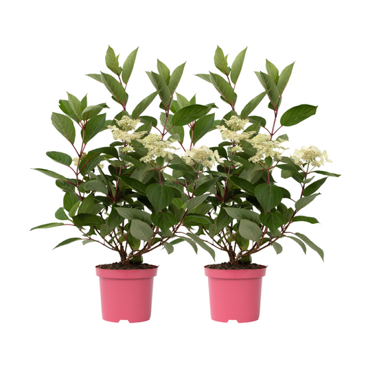 Hortensia - 2 pcs. - Hydrangea paniculata 'Early Harry' - Height 25-40cm - ⌀19cm