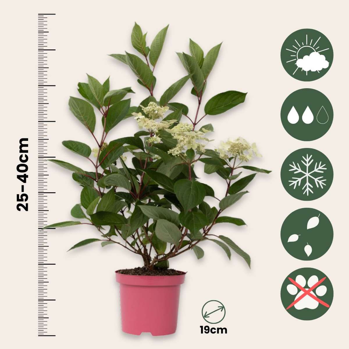 Hortensia - 2 pcs. - Hydrangea paniculata 'Early Harry' - Height 25-40cm - ⌀19cm